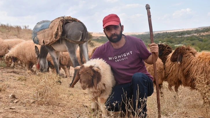 16 koyun 1 koç projesiyle yeni bir hayat kurdu...