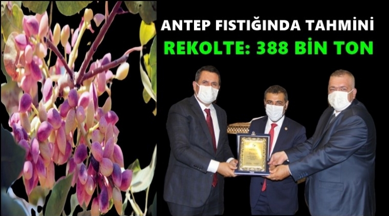 388 bin ton Antep fıstığı rekoltesi bekleniyor