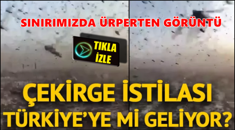 400 milyara yakın çekirge sınırımızda...