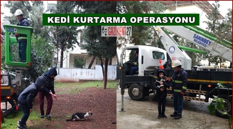 Ağa&ccedil;ta mahsur kalan kedi kurtarıldı
