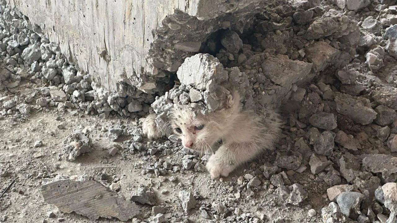 Akıl almaz olay: İnşaata giren yavru kedinin üzerine beton döküldü