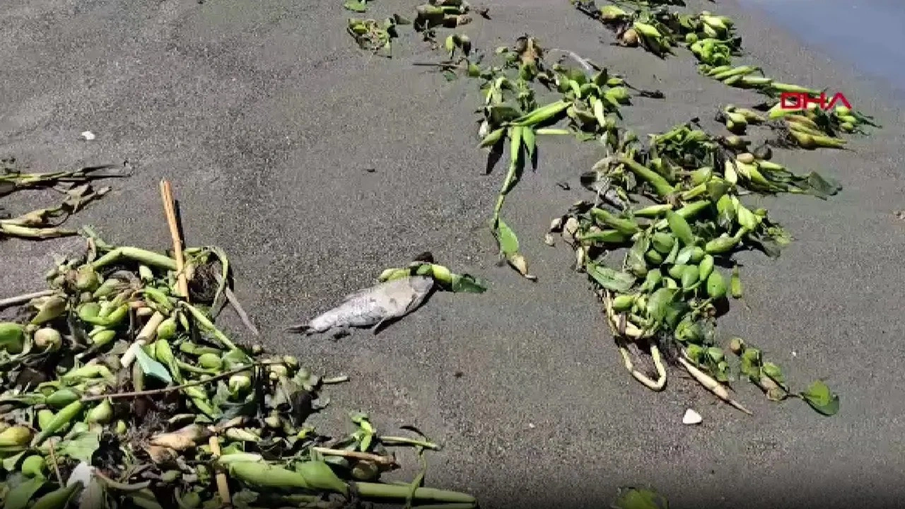 Asi Nehri’nde ölen balıklar Akdeniz'de sahile vurdu!