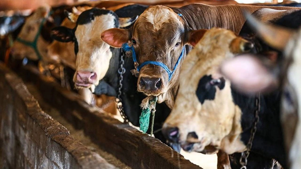 Bakan açıkladı: Satılamayan kurbanlıkları Et ve Süt Kurumu alacak