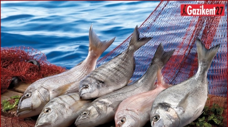 Balıkçılık sektörü 1 milyar dolar ihracata koşuyor!