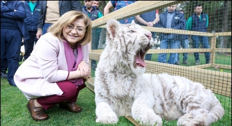 Bengal Kaplanı yeni yuvasına kavuştu