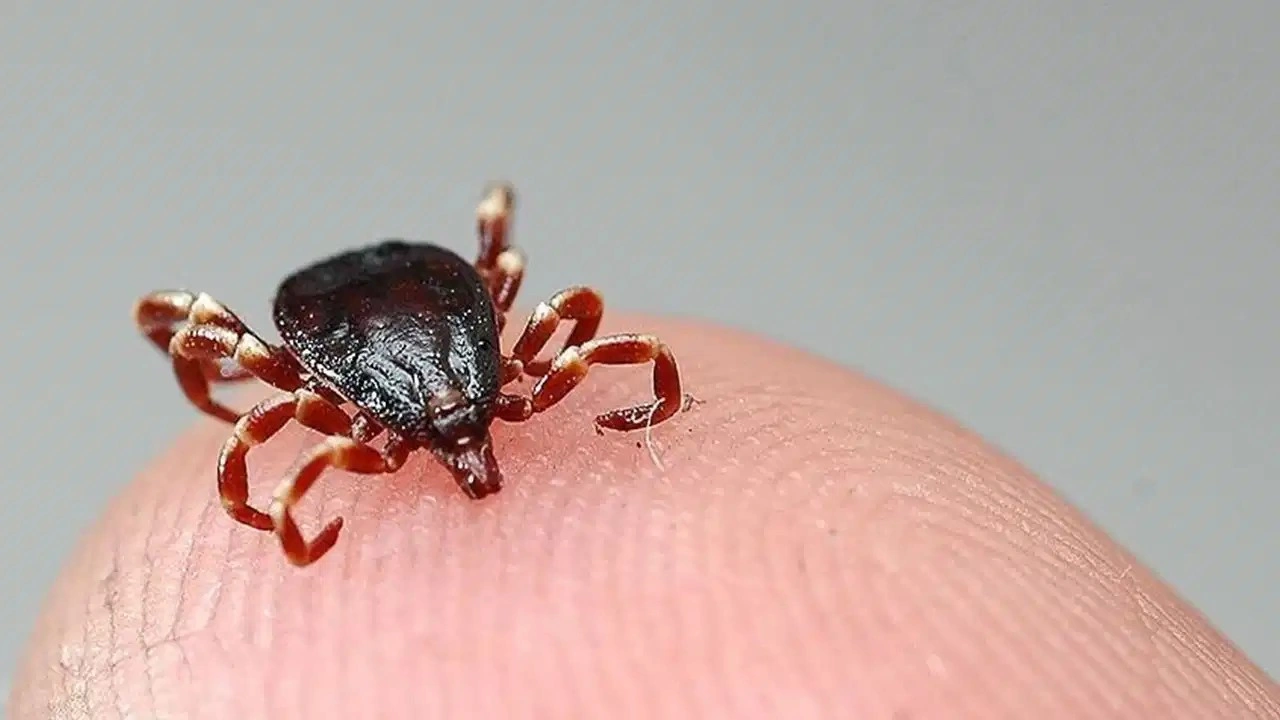 Bolu'da kene bir can daha aldı!