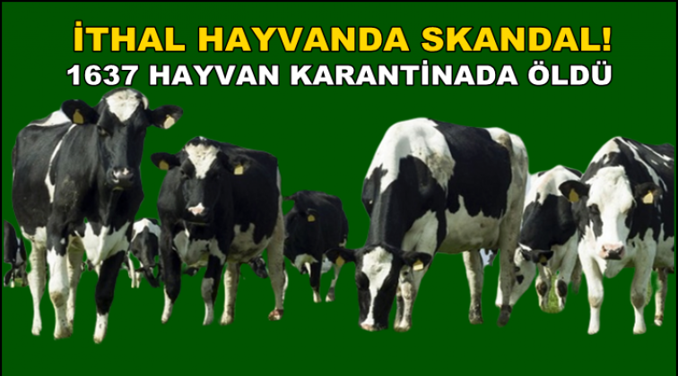 Bu da ithal hayvan skandalı!..