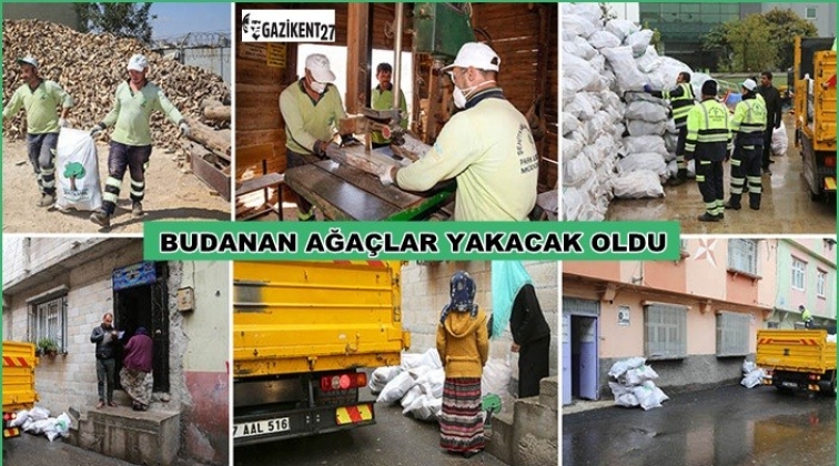 Budanan ağa&ccedil;lar yakacak olarak dağıtılıyor
