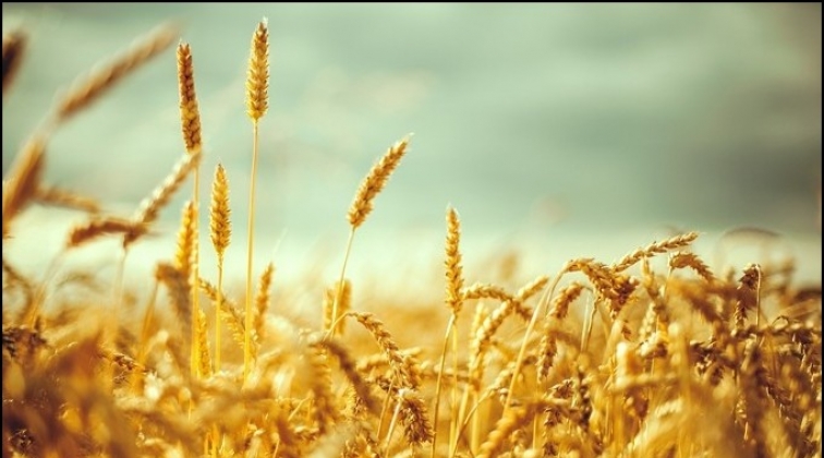 Buğday ekim alanı 7.7 milyon hektara düştü