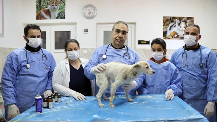 Büyükşehir göçük altından kurtarılan köpeği sahiplendi