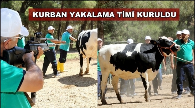 Büyükşehir, 'kurban yakalama timi' kurdu