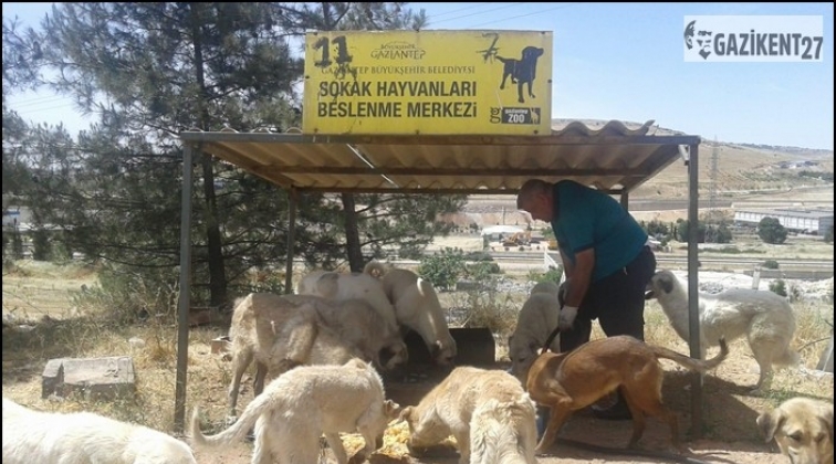 B&uuml;y&uuml;kşehir sokak hayvanlarını unutmadı