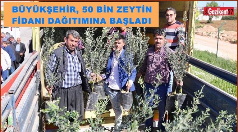Büyükşehir'den 200 çiftçiye, zeytin fidanı