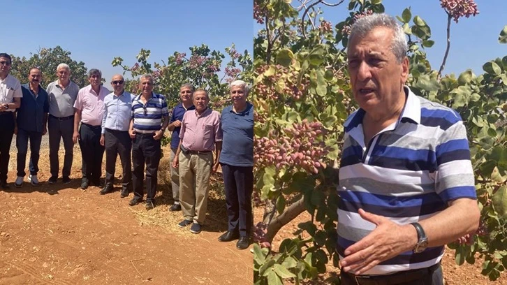 CHP, Antepfıstığı üreticilerinin sesi oldu...