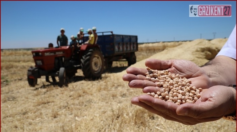 &Ccedil;ift&ccedil;iler, nohut hasadına başladı