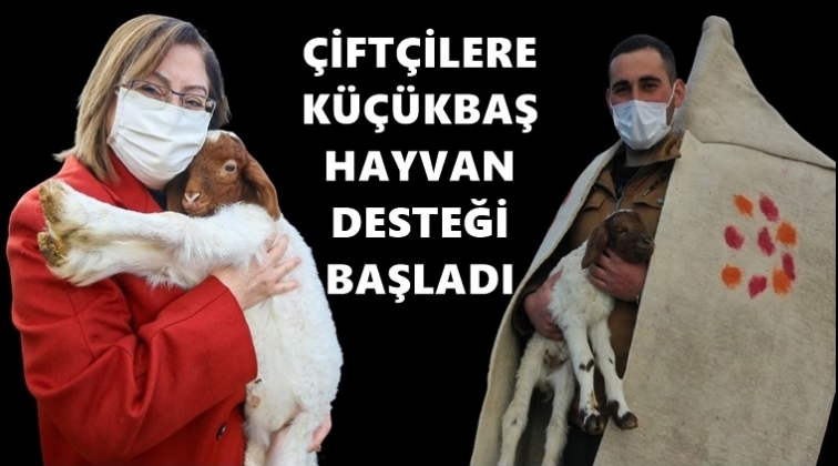 Çiftçilere küçükbaş hayvan desteği...