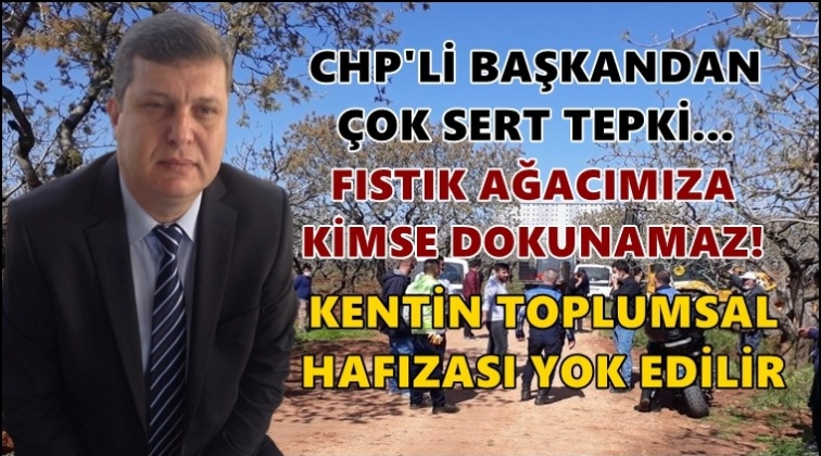 “Değil fıstık ağacına, dalına bile kimse dokunamaz”