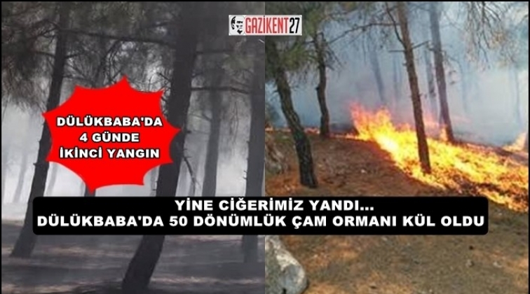 Dülükbaba'da yine yangın 50 dönüm çam ormanı yandı!