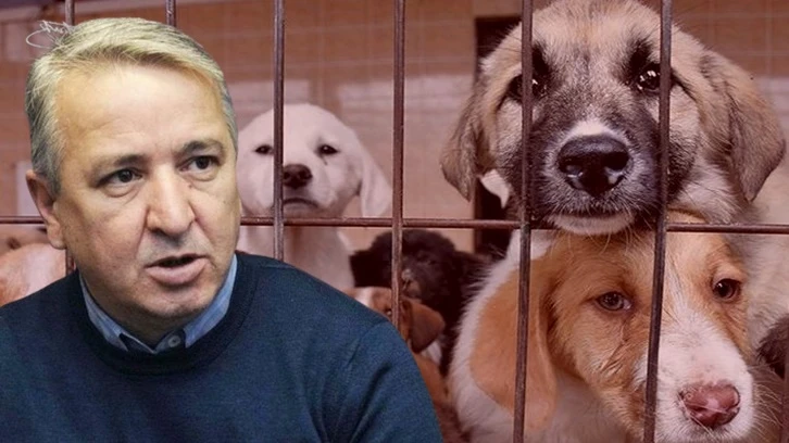 Erdoğan'ın eski metin yazarı köpek katliamını savundu!