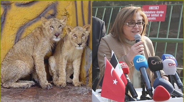 Erdoğan'a hediye edilen aslanlar Gaziantep'te