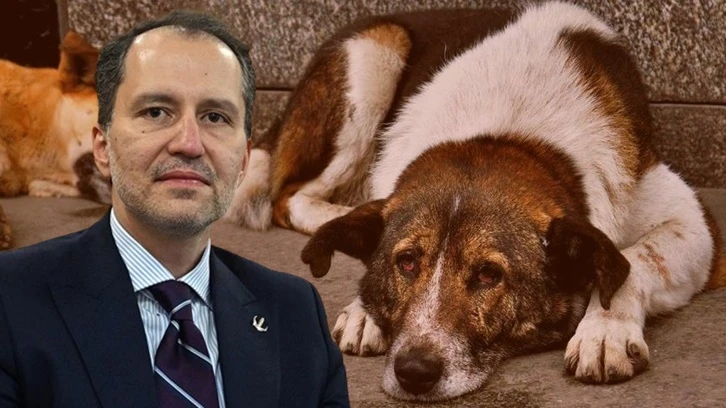 Fatih Erbakan: Sokak köpeklerinin uyutulmasına karşıyız