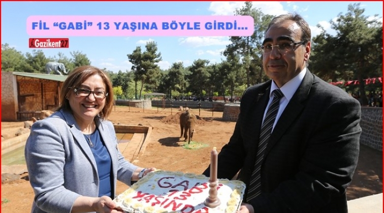 Fil 'Gabi' 13 yaşına b&ouml;yle girdi...