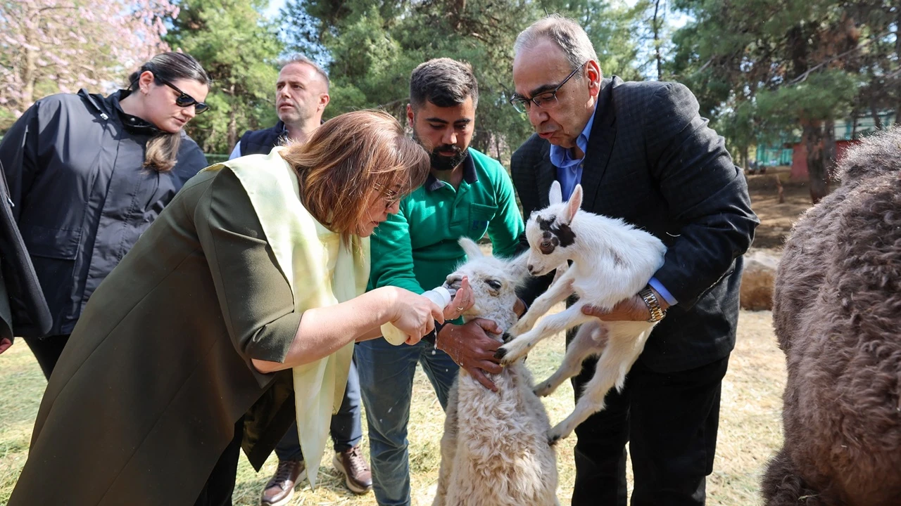 Gaziantep'te d&uuml;nyaya gelen ilk z&uuml;rafa yavrusu ziyaret&ccedil;ilerle buluştu