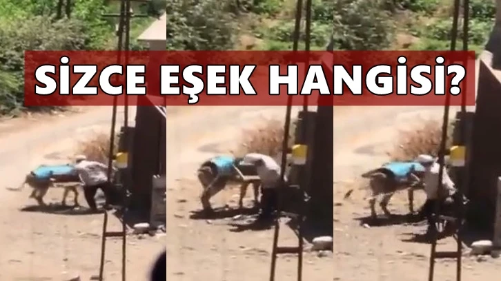 Gaziantep'te eşeğe işkenceye tepki yağdı!