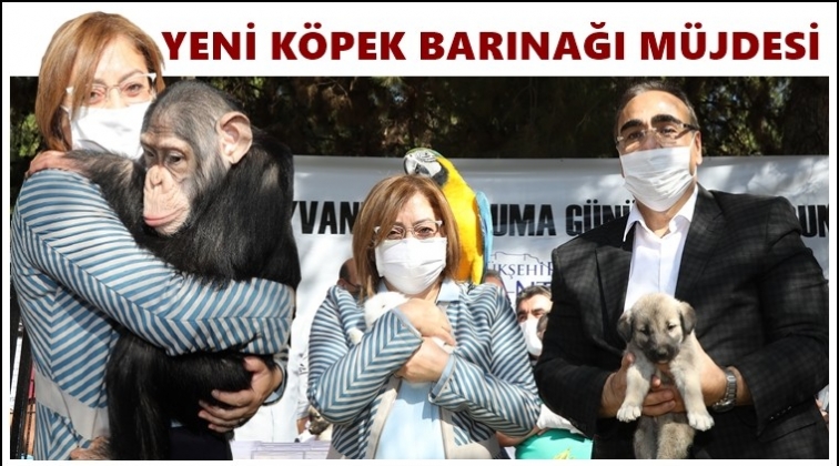 Gaziantep'e yeni köpek barınağı yapılacak