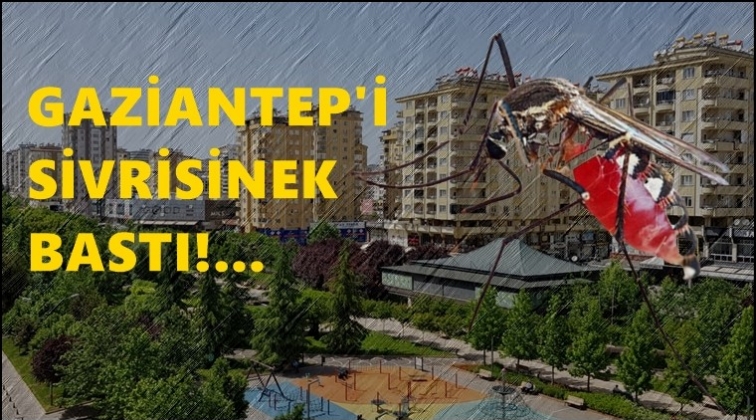 Gaziantep’i sivrisinek bastı!..