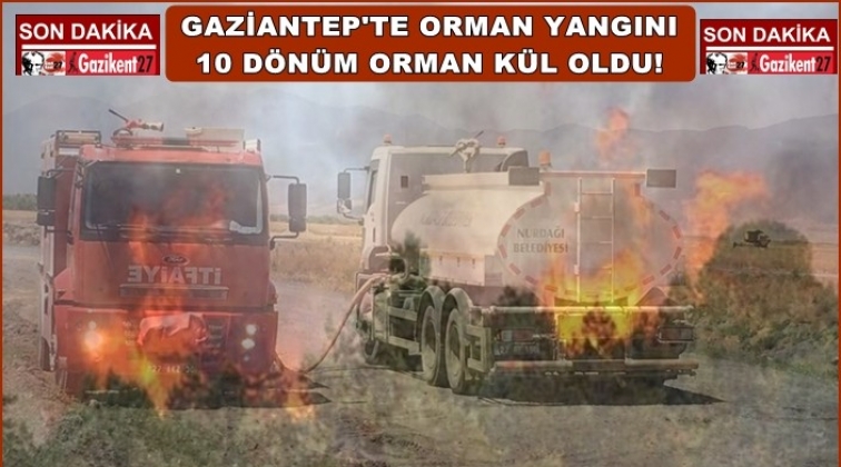 Gaziantep'te 10 dönümlük orman alanı kül oldu