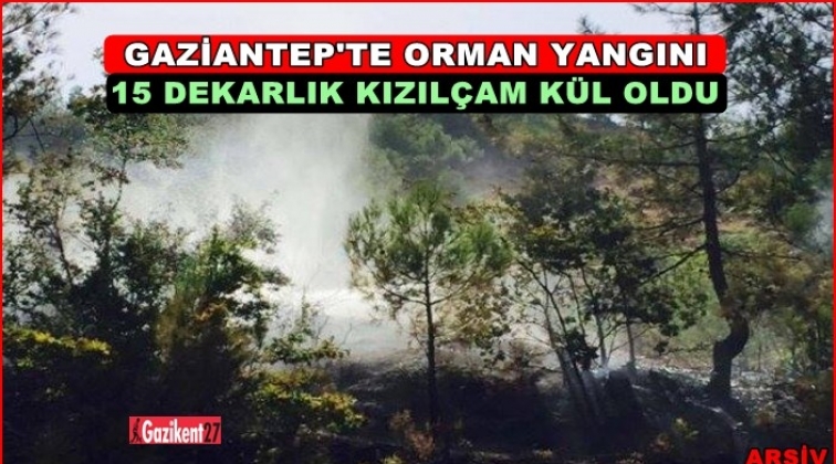 Gaziantep'te 15 dekarlık kızılçam yandı