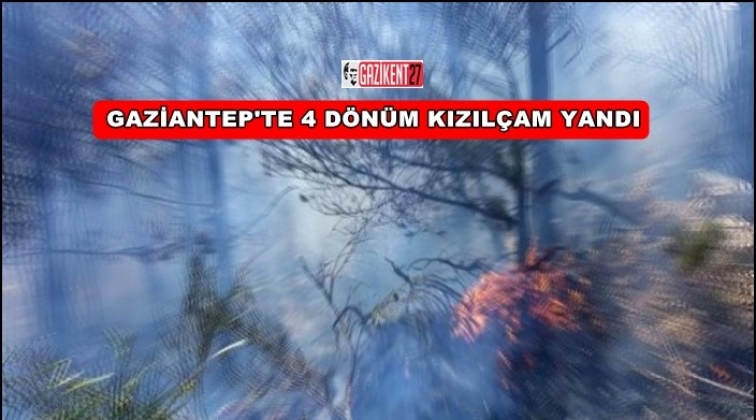 Gaziantep'te 4 dönümlük kızılçam ormanı kül oldu