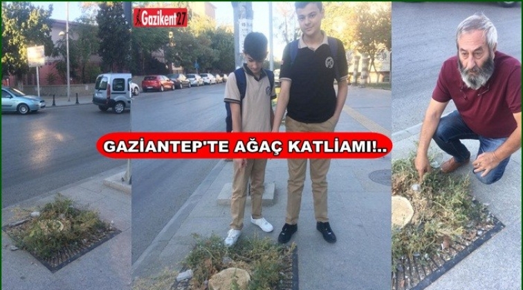 Gaziantep'te ağaç katliamı!