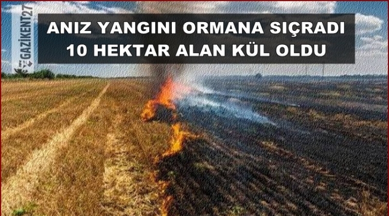 Gaziantep'te anız yangını ormana sıçradı!