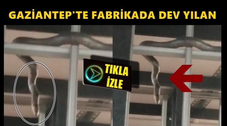 Gaziantep'te fabrikada dev yılan!..