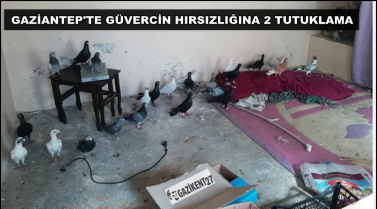 Gaziantep'te güvercin hırsızları tutuklandı!