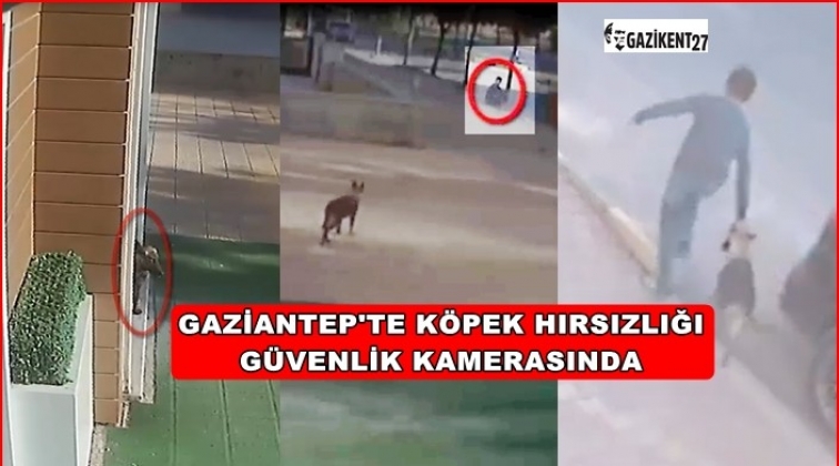 Gaziantep'te köpek hırsızı böyle yakalandı...