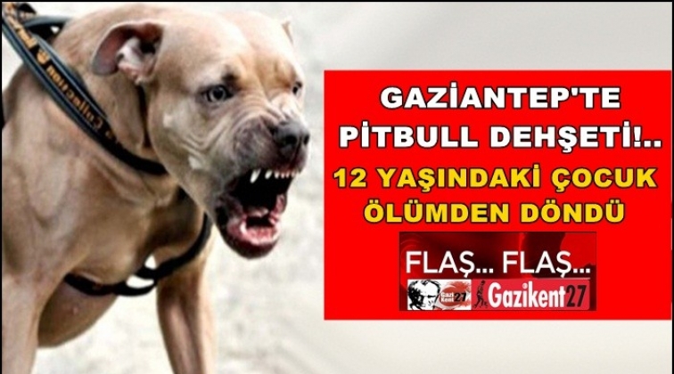 Gaziantep'te pitbull dehşeti!