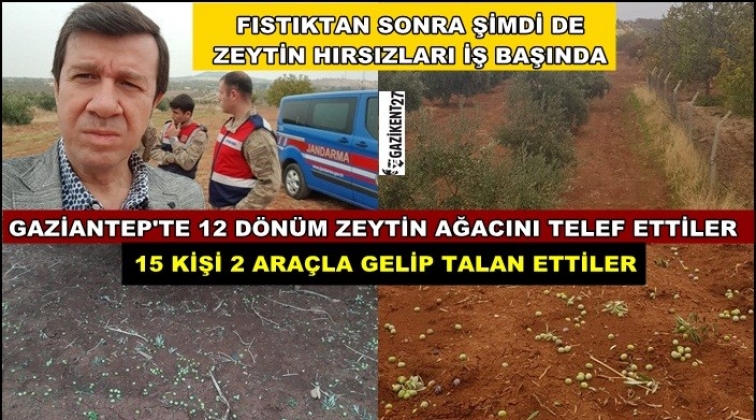 Gaziantep'te zeytin hırsızlık çetesi...