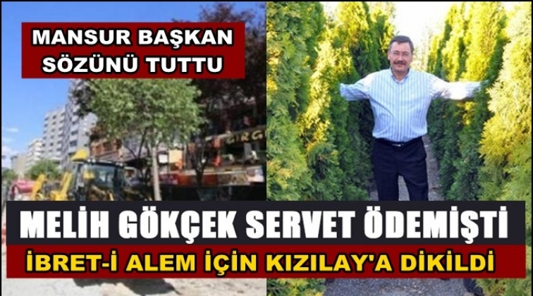G&ouml;k&ccedil;ek'in ağa&ccedil;ları ibret-i alem i&ccedil;in Kızılay'a dikildi!