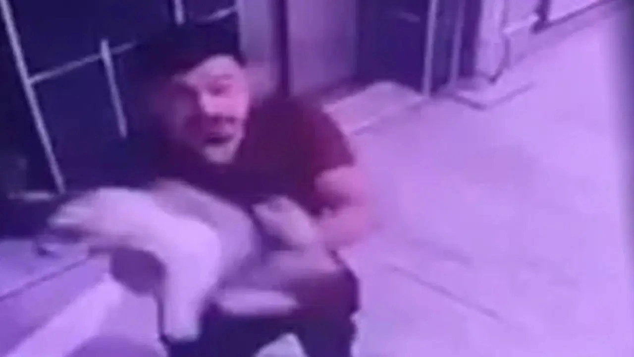 Hamile kediyi yere fırlatan kişiye gözaltı
