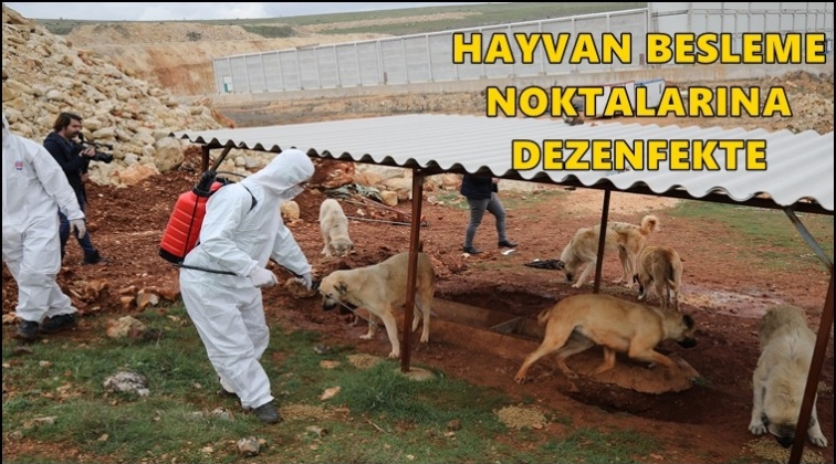 Hayvan besleme noktaları dezenfekte edildi