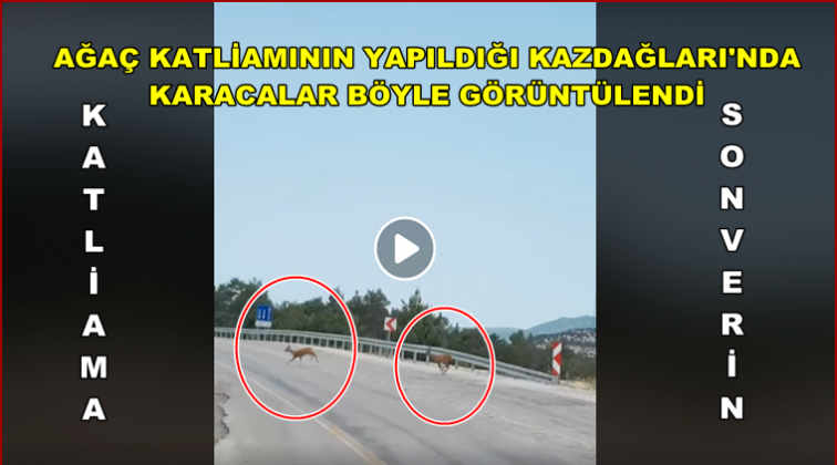 Hayvanların yaşama alanları da yok ediliyor!