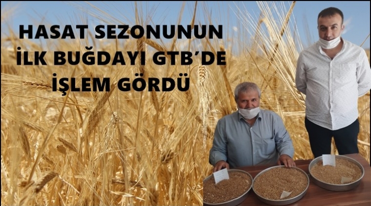 İlk mahsul buğday GTB'de alıcı buldu