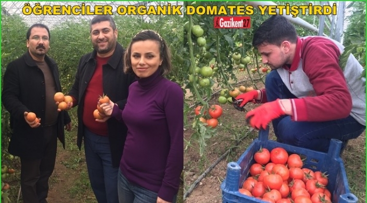 İslahiye MYO’da öğrenciler organik domates yetiştirdi