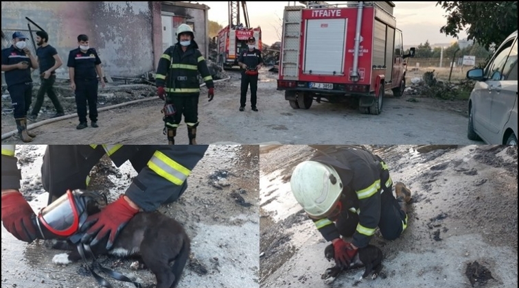 İtfaiye kinik köpeği yanmaktan kurtardı