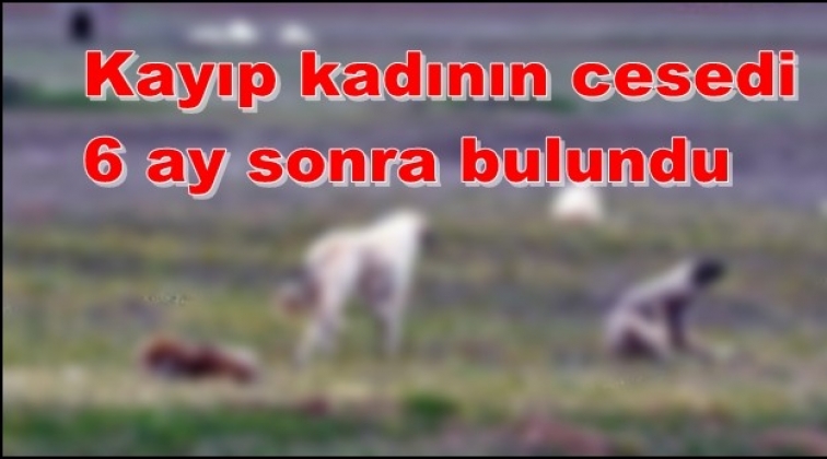 Kadının cesedini köpekler yemiş!..