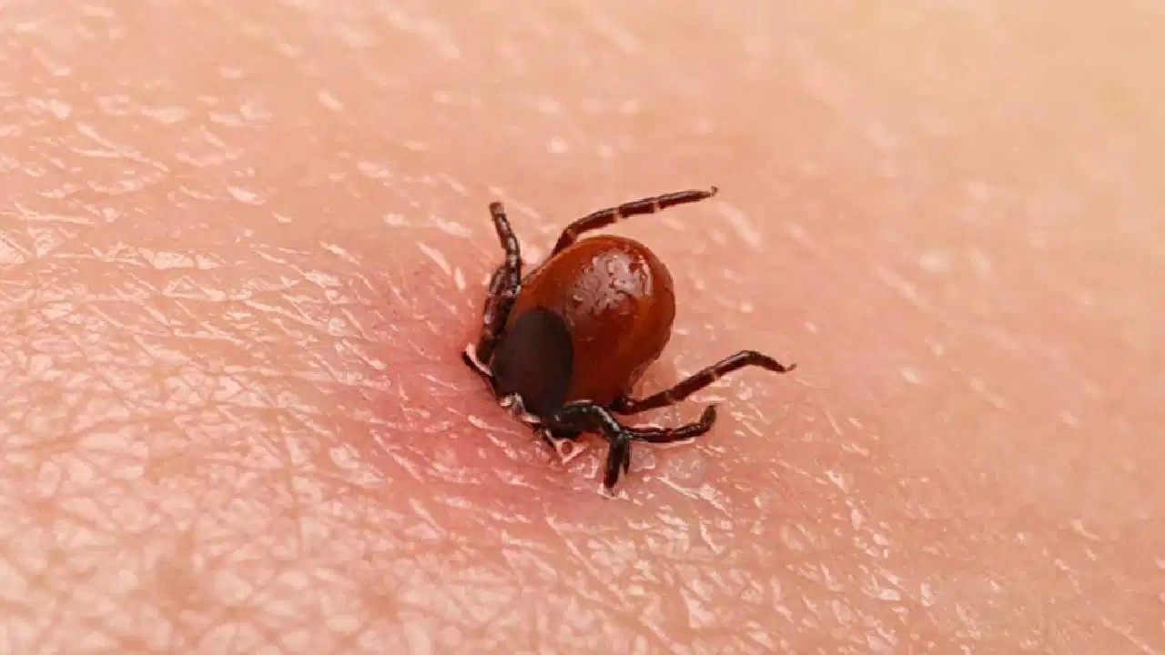 Kenelere dikkat! Yaz aylarında artan KKKA vakalara karşı ne yapmalı?