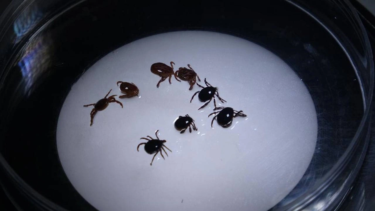 KKKA vakaları aşı konusunu yeniden gündeme getirdi